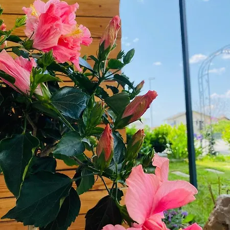 Rooms & Apartment Zala Skier-Friendly Near Cable Car