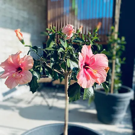 アパートホテル Rooms & Apartment Zala Near Airport & Cable Car