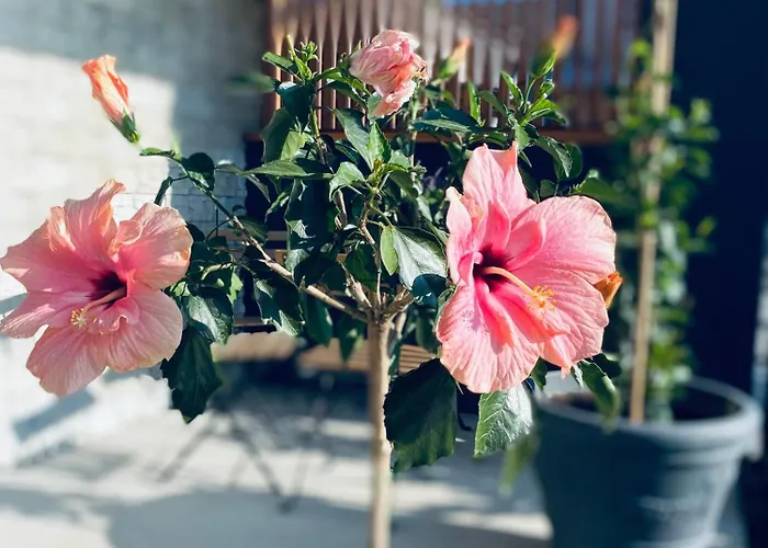 Aparthotel & Zala Near Airport & Cable Car